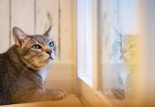 How To Pick the Right Feline Bed Right Feline Bed