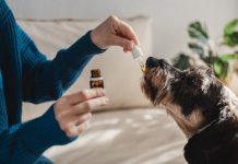 Cure The Unbearable Pain Issues Of Dogs With CBD Oils